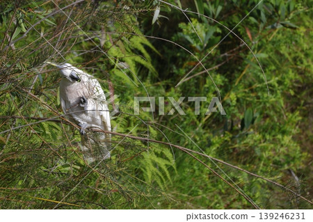 Greater sulphur-crested cockatoo. Greater sulphur-crested cockatoo. 139246231