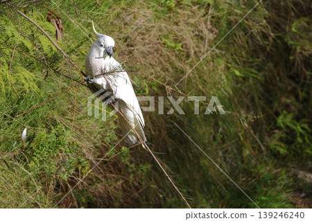 Greater sulphur-crested cockatoo. Greater sulphur-crested cockatoo. 139246240
