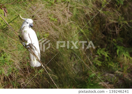 Greater sulphur-crested cockatoo. Greater sulphur-crested cockatoo. 139246241