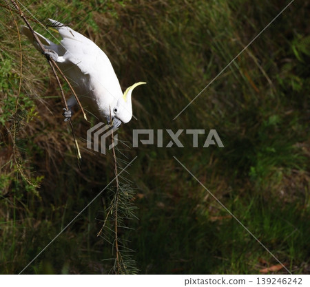 Greater sulphur-crested cockatoo. Greater sulphur-crested cockatoo. 139246242