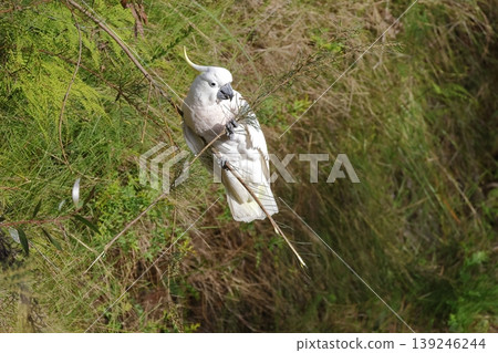 Greater sulphur-crested cockatoo. Greater sulphur-crested cockatoo. 139246244