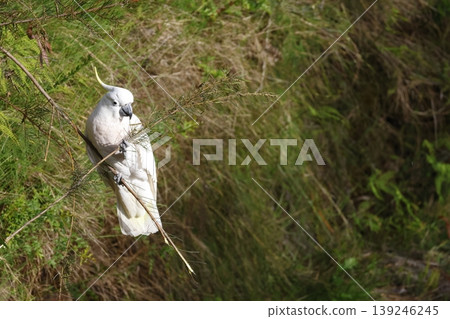Greater sulphur-crested cockatoo. Greater sulphur-crested cockatoo. 139246245