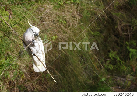 Greater sulphur-crested cockatoo. Greater sulphur-crested cockatoo. 139246246