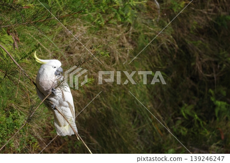 Greater sulphur-crested cockatoo. Greater sulphur-crested cockatoo. 139246247
