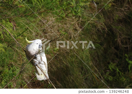 Greater sulphur-crested cockatoo. 139246248