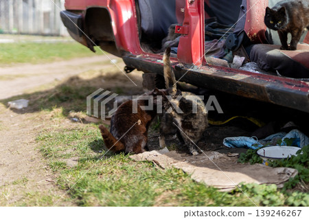 Freeranging felines timidly inspect abandoned car amidst surrounding mess and light 139246267