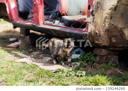 Cat examines surroundings. Striped feline surveys desolate location alert and tense Cat examines surroundings. Striped feline surveys desolate location alert and tense 139246268