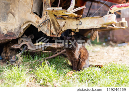 An attentive darkcolored cat watches over scattered wreckage and sunlit grass nearby 139246269