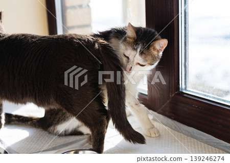 Sunlit cats sharing peaceful moment. Two cats relax and groom near bright sunlit window Sunlit cats sharing peaceful moment. Two cats relax and groom near bright sunlit window 139246274