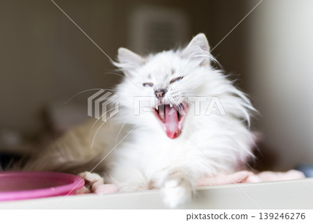 Relaxed cat stretching on cozy shelf. Playful feline enjoying peaceful morning indoors 139246276