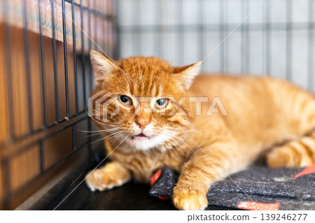 An anxious orange tabby inside shelter cage yearns for compassionate new family urgently An anxious orange tabby inside shelter cage yearns for compassionate new family urgently 139246277