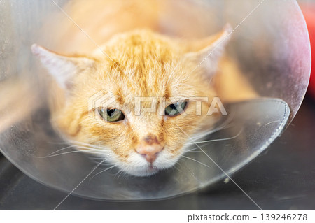 Orange feline postsurgery recovery. Injured orange cat resting after veterinary operation Orange feline postsurgery recovery. Injured orange cat resting after veterinary operation 139246278