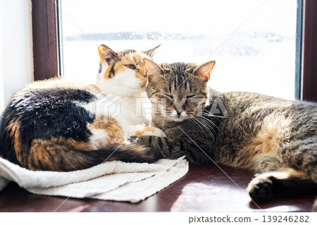 Duo of cats curled up comfortably on sunny windowsill overlooking snowy outdoor surroundings Duo of cats curled up comfortably on sunny windowsill overlooking snowy outdoor surroundings 139246282