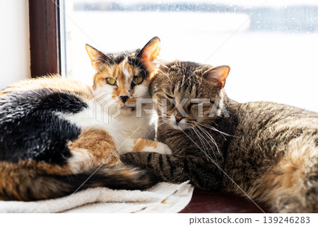 Relaxed calico and tabby cats lying peacefully by sunlit window with snow dusting their coats Relaxed calico and tabby cats lying peacefully by sunlit window with snow dusting their coats 139246283