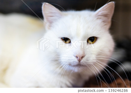 Intimate studio shot capturing peaceful demeanor and soft features of white feline 139246286