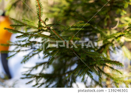 Blurred moss background with sunlight. Winter landscape showing tree and moss scenery 139246301