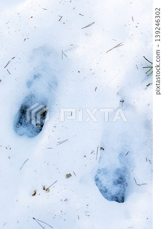 Impressions in snow leading into tranquil forest scene with shadows and silent atmosphere Impressions in snow leading into tranquil forest scene with shadows and silent atmosphere 139246302