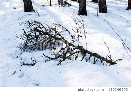 Snowy forest scene. Snowcovered ground with scattered needles and tall looming trees 139246303