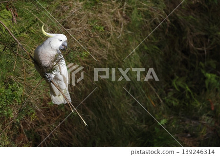 Greater sulphur-crested cockatoo. Greater sulphur-crested cockatoo. 139246314
