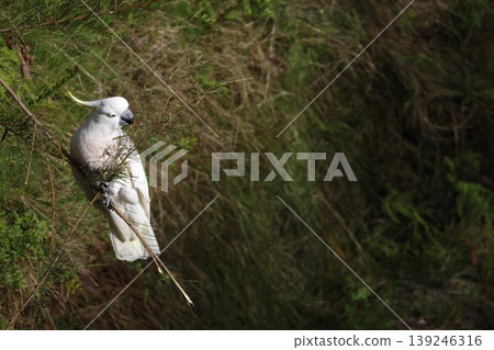 Greater sulphur-crested cockatoo. 139246316