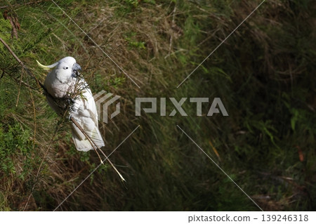 Greater sulphur-crested cockatoo. Greater sulphur-crested cockatoo. 139246318
