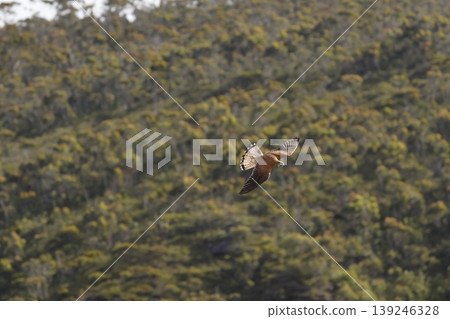 Nankeen kestrel in flight. Nankeen kestrel in flight. 139246328