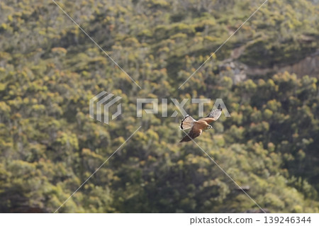 Nankeen kestrel in flight. Nankeen kestrel in flight. 139246344