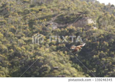 Nankeen kestrel in flight. Nankeen kestrel in flight. 139246345