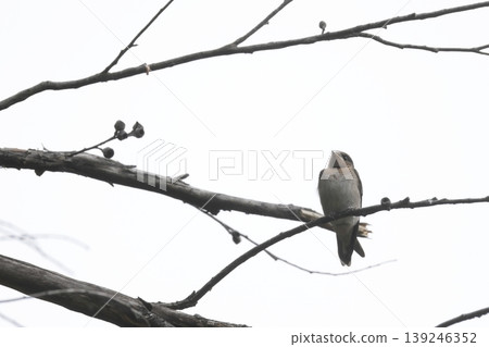 Welcome swallow Hirundo neoxena. Welcome swallow Hirundo neoxena. 139246352