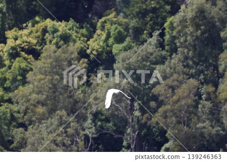 Greater sulphur-crested cockatoo. Greater sulphur-crested cockatoo. 139246363
