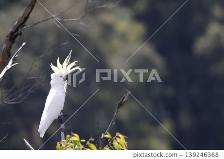 Greater sulphur-crested cockatoo. Greater sulphur-crested cockatoo. 139246368