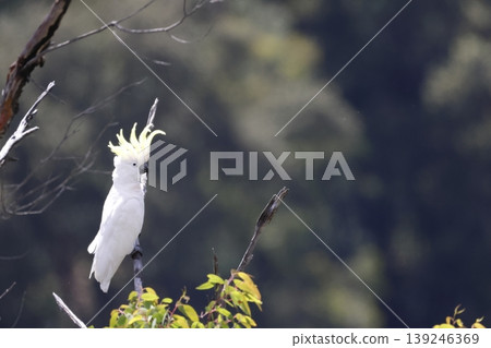 Greater sulphur-crested cockatoo. Greater sulphur-crested cockatoo. 139246369