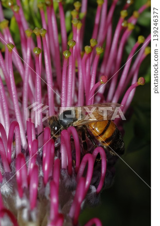 Western honey bee. Western honey bee. 139246377