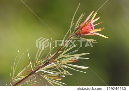 Flower of mountain devil. Flower of mountain devil. 139246380