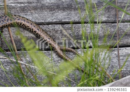 Branched tail after autotomy. 139246381