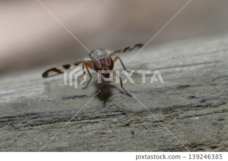 Detail of a picture-winged fly. Detail of a picture-winged fly. 139246385