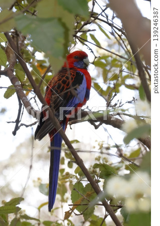 Crimson rosella Platycercus elegans elegans. 139246387