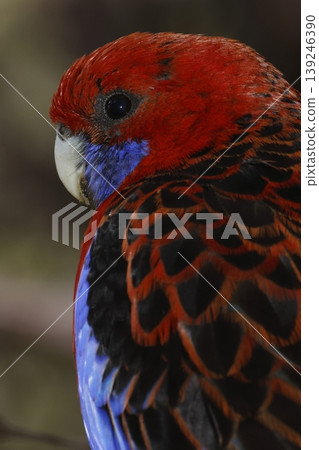 Crimson rosella Platycercus elegans elegans. Crimson rosella Platycercus elegans elegans. 139246390