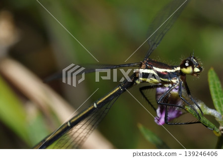 Female common flatwing. Female common flatwing. 139246406