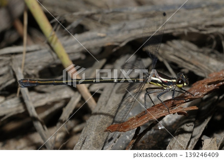 Female common flatwing. Female common flatwing. 139246409