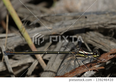 Female common flatwing. Female common flatwing. 139246410