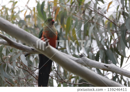 Australian king parrot. Australian king parrot. 139246411