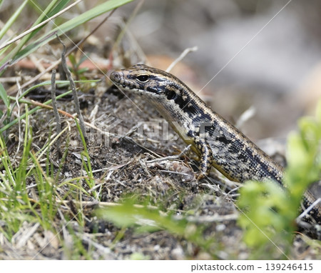 Eastern water skink. Eastern water skink. 139246415
