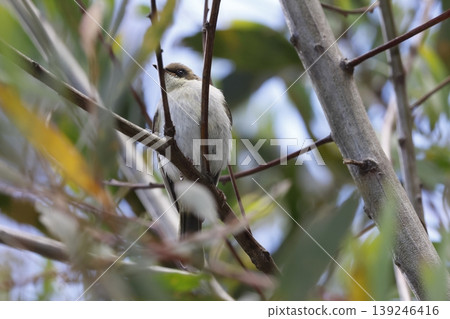 Jacky winter Microeca fascinans. 139246416