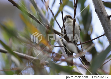 Jacky winter Microeca fascinans. Jacky winter Microeca fascinans. 139246417