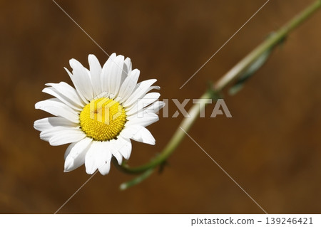 Flower of ox-eye daisy. Flower of ox-eye daisy. 139246421