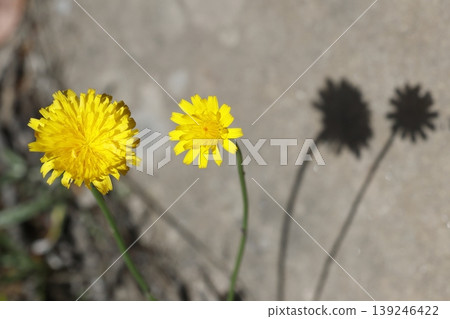 Flowers of flatweed. Flowers of flatweed. 139246422