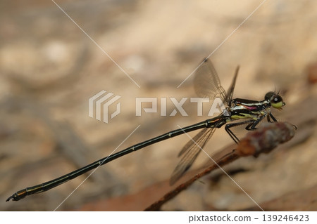 Male common flatwing. Male common flatwing. 139246423