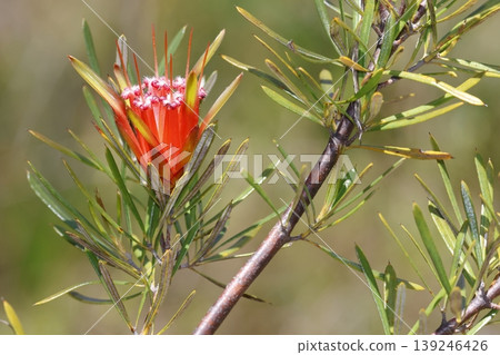 Flower of mountain devil. Flower of mountain devil. 139246426