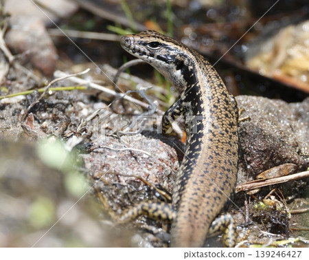 Eastern water skink. Eastern water skink. 139246427